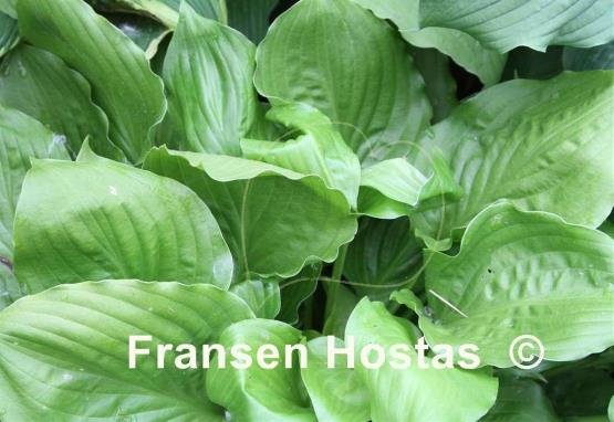 Hosta Lottie Daa